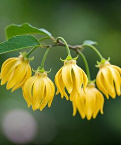 Ylang Ylang