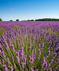 Lavendel Barrême