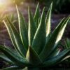Aloe vera 10fach Konzentrat